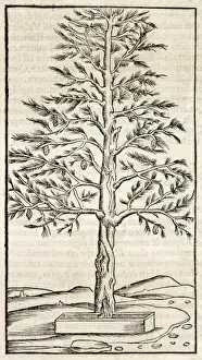 TREES / PINE