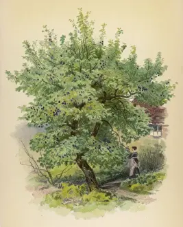 Trees / Plum / Chromo