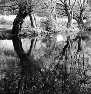 Waller Prints: Trees and their reflections