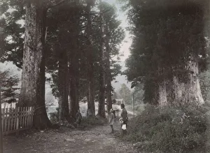 Foliage Gallery: Trees along the shoreline at Hakone Lake, Japan