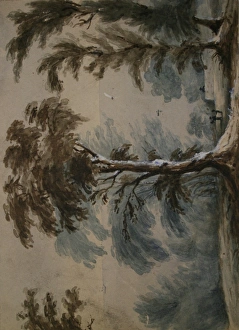 Images Dated 11th February 2011: Trees at St Donats, Glamorgan, Wales