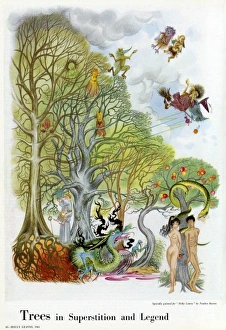 Baynes Gallery: Trees in Superstition and Legend by Pauline Baynes