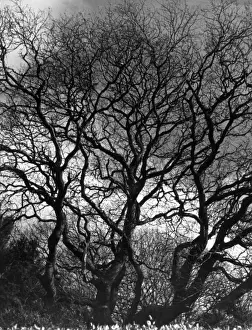 TREES-TRACERY