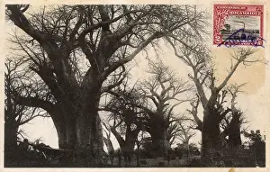 Trees on the way to Kakanga, Mozambique, East Africa