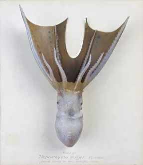 Rudolf Blaschka Collection: Tremoctopus velifer, octopus