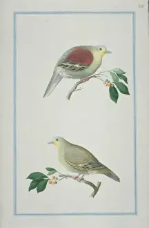 Loten Prints: Treron pompadora, pompadour green pigeon