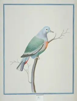 Necked Prints: Treron vernans, pink-necked green pigeon