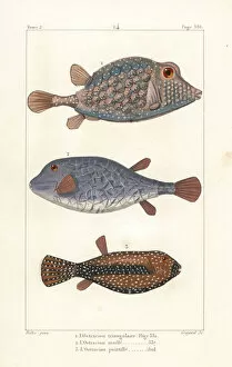 Germain Gallery: Triangular boxfish and spotted boxfish