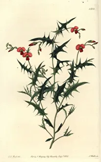 Triangular Gallery: Triangular chorozema, Chorozema triangulare