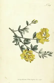 Triangular-stalked genista, Genista triquetra or Spartium trique
