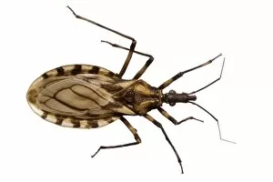 Triatoma brasiliensis, triatomine bug