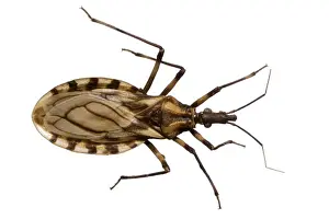 Bite Prints: Triatoma brasiliensis, triatomine bug