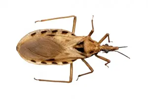 Bite Prints: Triatoma cavernicola, triatomine bug