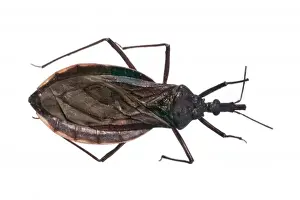 Bite Prints: Triatoma costalimi, triatomine bug