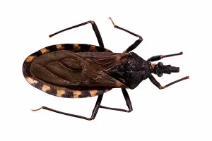 Hexapoda Collection: Triatoma infestans, kissing bug