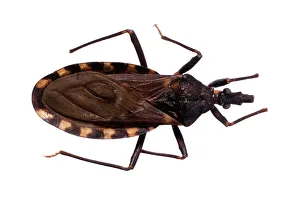 Hexapoda Collection: Triatoma infestans, kissing bug
