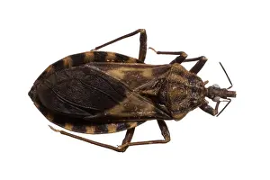 Bite Prints: Triatoma migrans, triatomine bug
