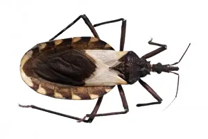 Bite Prints: Triatoma pallidipennis, triatomine bug