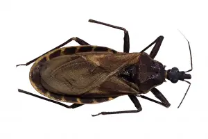 Bite Prints: Triatoma rubrofasciata, triatomine bug