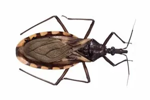 Triatoma rubrovaria, triatomine bug