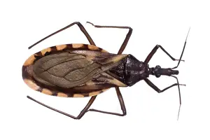 Bite Prints: Triatoma rubrovaria, triatomine bug
