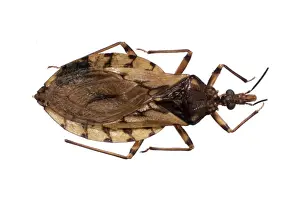 Heteroptera Prints: Triatoma sordida, triatomine bug
