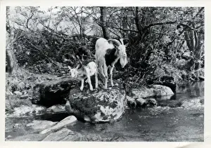Tribe of Goats, Upper Dentdale, Cumbria
