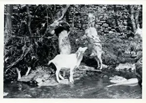Sedburgh Prints: Tribe of Goats, Upper Dentdale, Cumbria