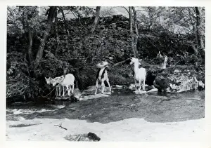 Tribe of Goats, Upper Dentdale, Cumbria