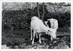 Tribe of Goats, Upper Dentdale, Cumbria