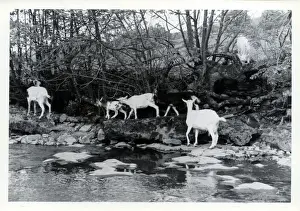 Tribe of Goats, Upper Dentdale, Cumbria