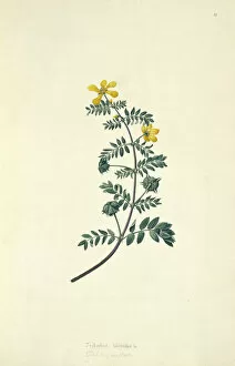 Captain Cook Collection: Tribulus cistoides, Jamaican feverplant