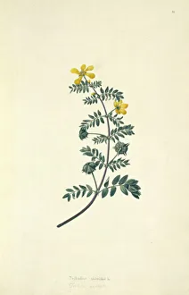 Rosid Gallery: Tribulus cistoides, Jamaican feverplant