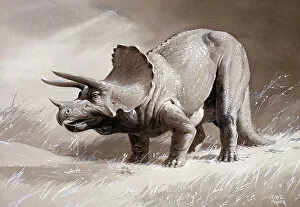 20th Century Gallery: Triceratops