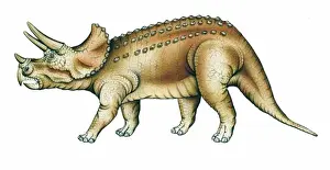 Triceratops