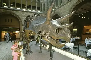 Triceratops
