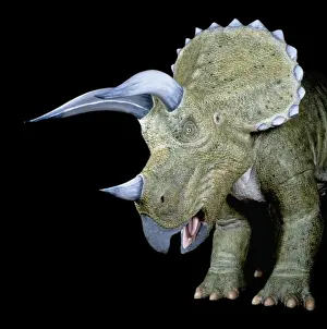 Triceratops