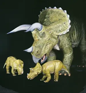 Triceratops