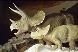 Triceratops