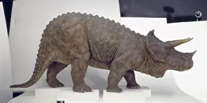 Triceratops