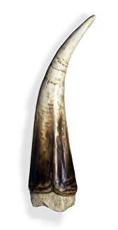 Dinosauria Collection: Triceratops horn