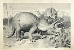 Extinctmonstersandcreaturesofotherdays Prints: Triceratops prorsus