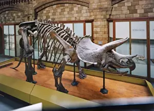 Cerapoda Prints: Triceratops skeleton
