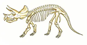 Triceratops skeleton