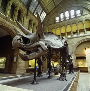 Triceratops skeleton