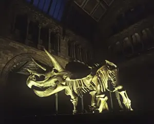 Triceratops skeleton