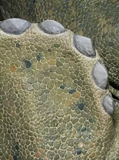 Cretaceous Collection: Triceratops skin detail