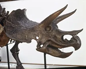 Cerapoda Prints: Triceratops skull