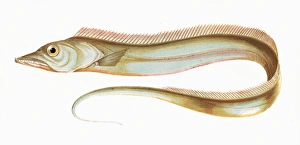 Thin Gallery: Trichiurus lepturus, or Largehead Hairtail