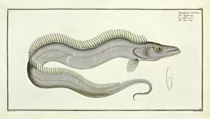 Trichiurus lepturus or the Sword fish